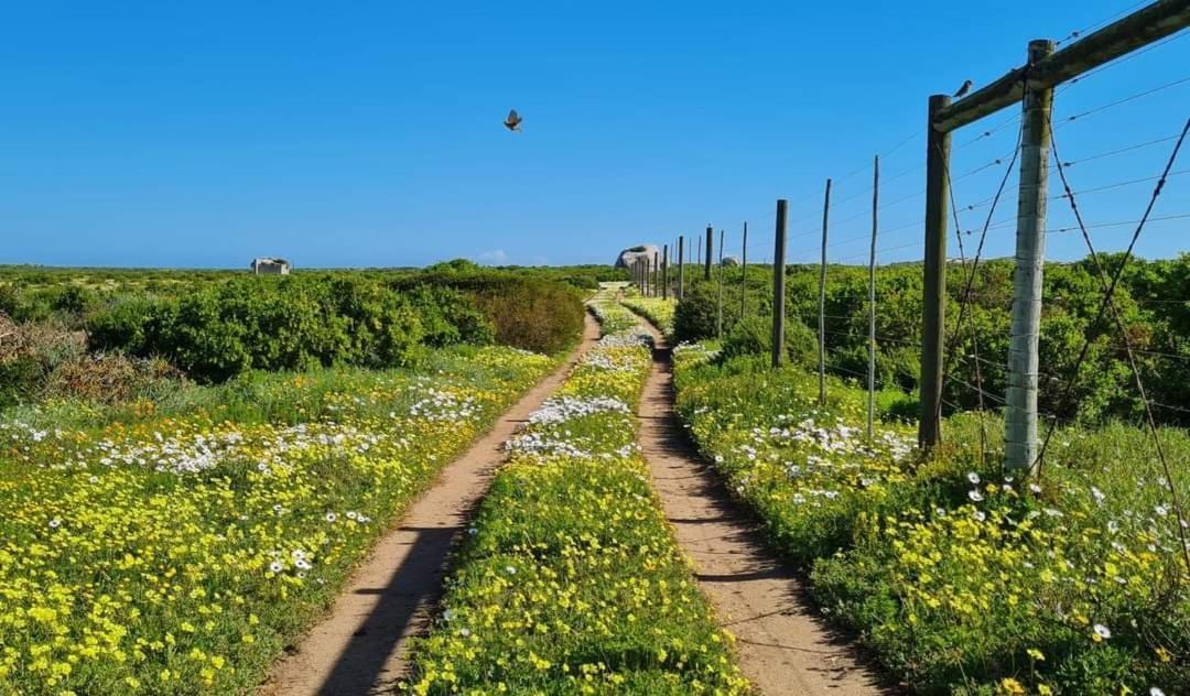 Seagulls Guest House 랑게바안 외부 사진